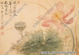 清 惲壽平《出水芙蓉》國畫高清大圖下載