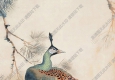 吳伯年國(guó)畫 牡丹孔雀圖 高清大圖下載