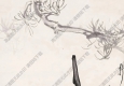 呂鳳子作品 長(zhǎng)老圖 高清大圖下載